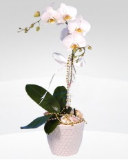 1 dall orkide saks iei  Balkesir online ieki , iek siparii 
