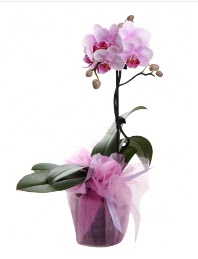 1 dal pembe orkide saks iei  Balkesir kaliteli taze ve ucuz iekler 
