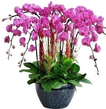 9 dall mor orkide  Balkesir 14 ubat sevgililer gn iek 