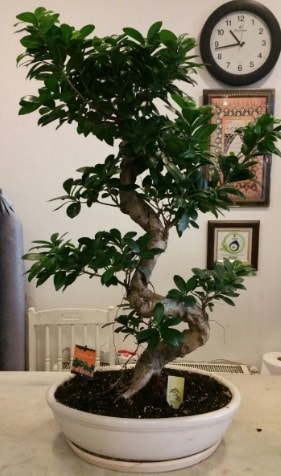 100 cm yksekliinde dev bonsai japon aac  Balkesir nternetten iek siparii 