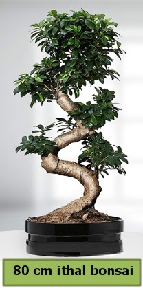 80 cm zel saksda bonsai bitkisi  Balkesir ieki telefonlar 