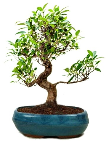 25 cm ile 30 cm aralnda Ficus S bonsai  Balkesir iek gnderme sitemiz gvenlidir 